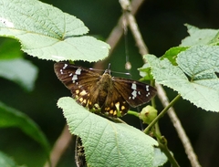 Celaenorrhinus ratna