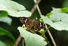 Celaenorrhinus ratna