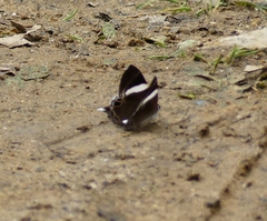 Abisara chela