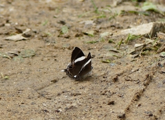 Abisara chela