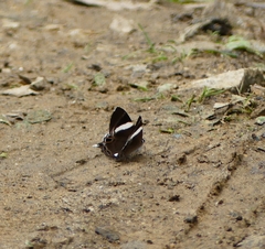 Abisara chela