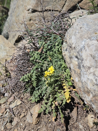 Morisia monanthos, photograph 2