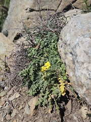(c) Alessia Guggisberg, some rights reserved (CC BY-SA) Morisia monanthos, photograph (c) Alessia Guggisberg, some rights reserved (CC BY-SA)