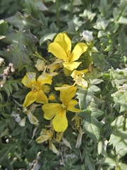 (c) Alessia Guggisberg, some rights reserved (CC BY-SA) Morisia monanthos, photograph (c) Alessia Guggisberg, some rights reserved (CC BY-SA)