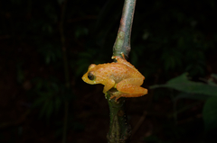 Pseudophilautus macropus