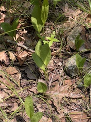Ophioglossum engelmannii, photograph (c) Nathan Aaron, some rights reserved (CC BY)