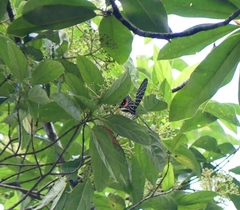 Bhutanitis lidderdalii