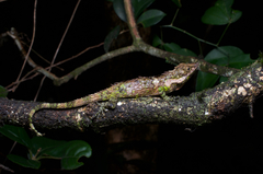 Dumbara Agama photo 3