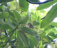 Bhutanitis lidderdalii