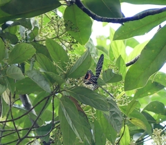 Bhutanitis lidderdalii