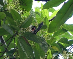 Bhutanitis lidderdalii