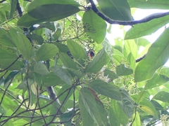 Bhutanitis lidderdalii