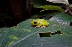 Pseudophilautus stuarti