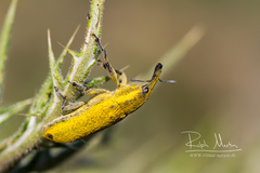 Lixus scolopax