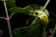 Pseudophilautus stuarti