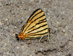 Dodona adonira