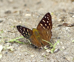 Dodona eugenes