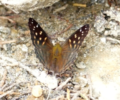 Dodona eugenes