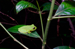 Pseudophilautus stuarti