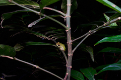 Pseudophilautus stuarti