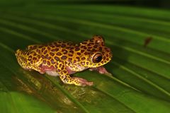 Dendropsophus reticulatus