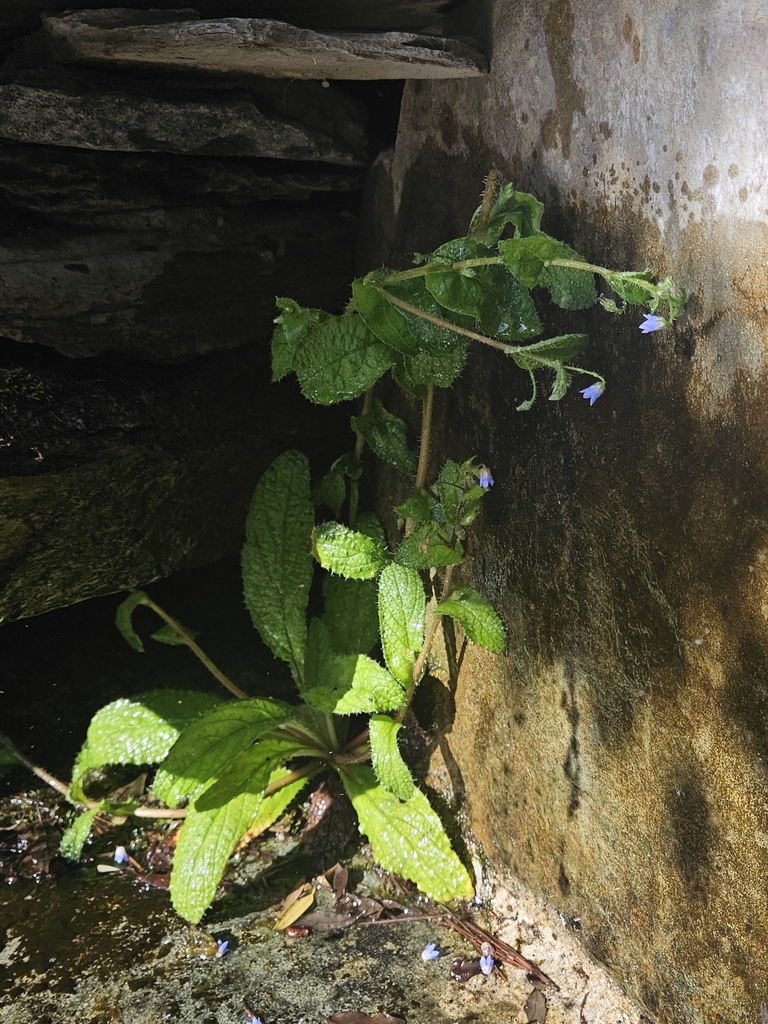 Borago pygmaea (Borago pygmaea)