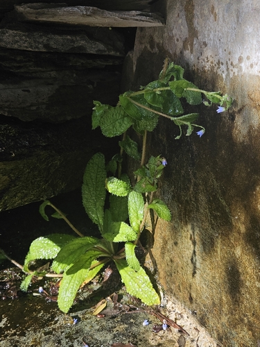 Borago pygmaea (Borago pygmaea)