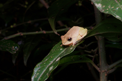 Pseudophilautus