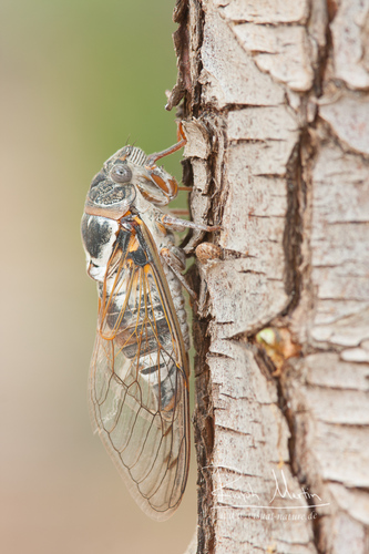 Common Cicada