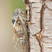 Common Cicada - Photo (c) Ralph Martin, some rights reserved (CC BY-NC-ND)