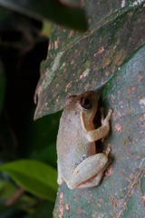 Pseudophilautus fulvus