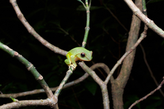 Pseudophilautus stuarti