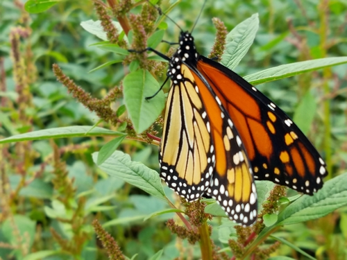 Monarch photographed in Wisconsin
