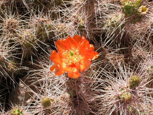 Airampoa corrugata (Airampoa corrugata)