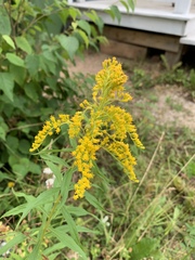 Solidago brendae