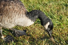 Branta canadensis