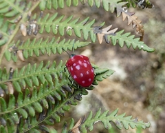 Poecilocoris druraei