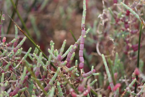 Image of Salicornia pillansii by (c) Noeleen du Toit, some rights reserved (CC BY-SA)