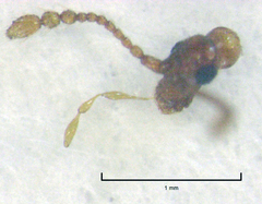Gerallus punctipennis