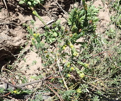 Gnidia juniperifolia