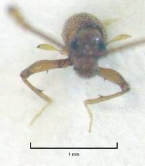 Gerallus punctipennis