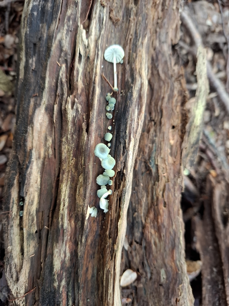 Mycena interrupta · May 2025 · photo: © armillariabianca (iNaturalist, cc0)