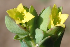 Gnidia juniperifolia