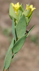 Gnidia juniperifolia