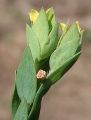 Gnidia juniperifolia