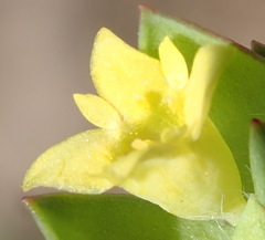 Gnidia juniperifolia