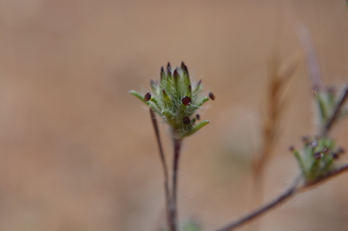 dwarf calycadenia (Calycadenia villosa)