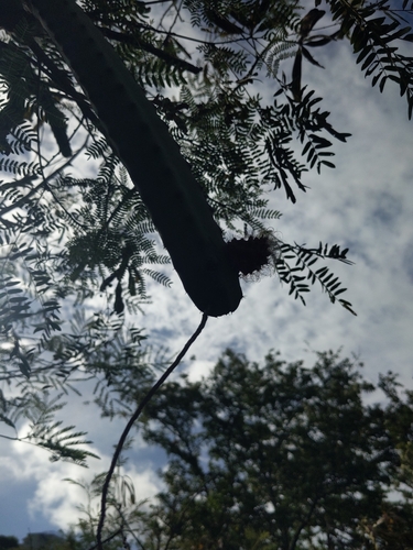 Selenicereus pteranthus observed 2025-06-01