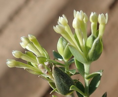Gnidia sericea