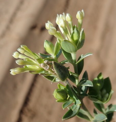 Gnidia sericea